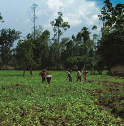 People working in a cultivated field